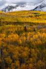 USA-Colorado. Light dappled Aspen forests-Kebler Pass-Gunnison National Forest Art Print